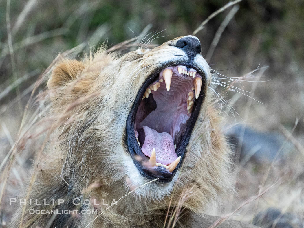 Yawing Lion Exhibits Exquisite Dentition, Greater Masai Mara, Kenya. Mara North Conservancy, Panthera leo, natural history stock photograph, photo id 39680
