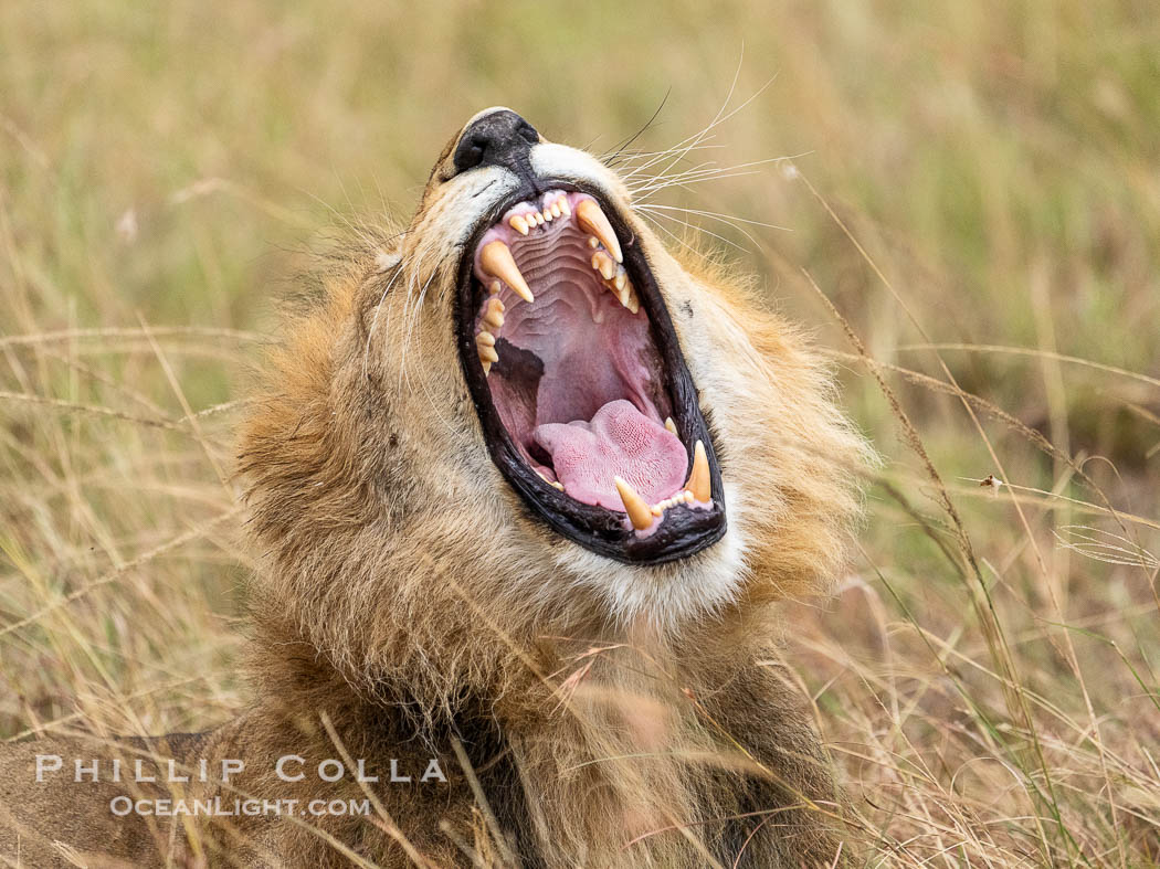 Yawing lion shows off impressive dentition, Mara Triangle, Kenya. Mara North Conservancy, Panthera leo, natural history stock photograph, photo id 39705