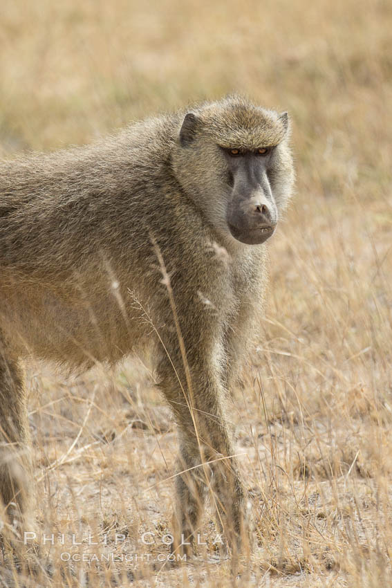 Yellow Baboon, Amboseli National Park, Kenya., Papio cynocephalus, natural history stock photograph, photo id 29496