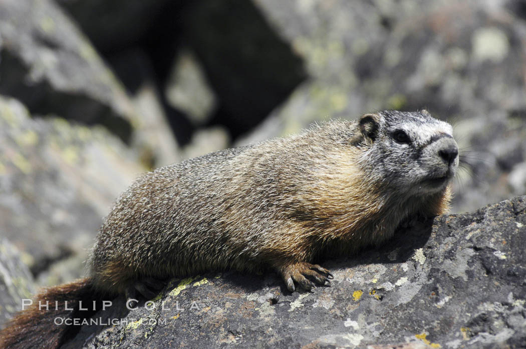 Yellow-bellied marmots can often be found on rocky slopes, perched atop boulders. Yellowstone National Park, Wyoming, USA, Marmota flaviventris, natural history stock photograph, photo id 07330