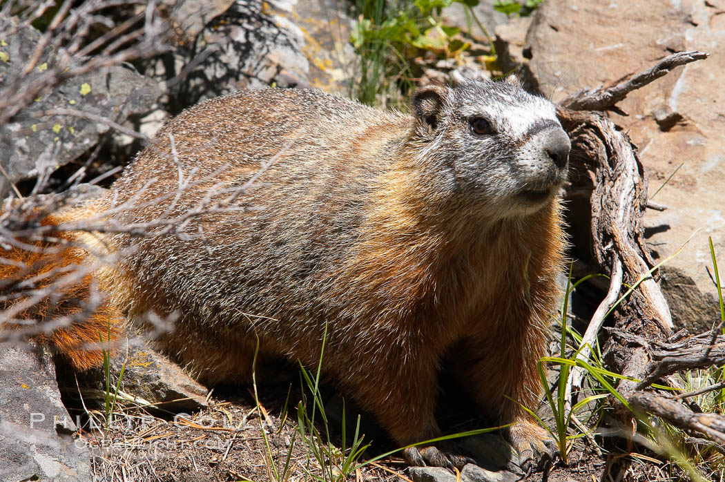Yellow-bellied marmots can often be found on rocky slopes, perched atop boulders. Yellowstone National Park, Wyoming, USA, Marmota flaviventris, natural history stock photograph, photo id 13058