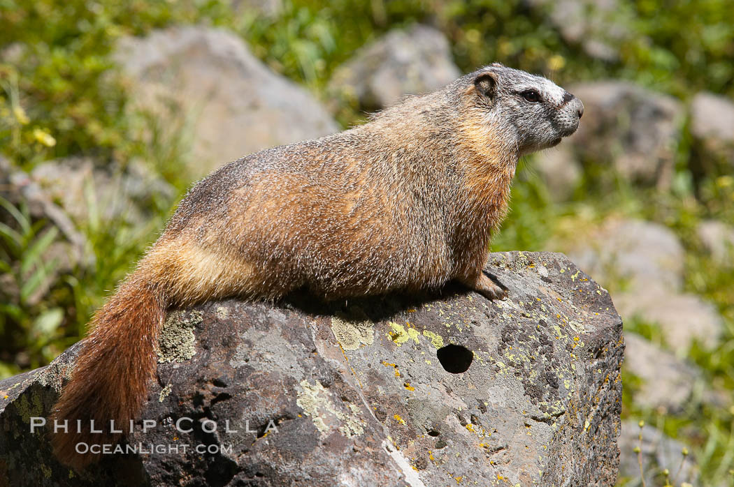 Yellow-bellied marmots can often be found on rocky slopes, perched atop boulders. Yellowstone National Park, Wyoming, USA, Marmota flaviventris, natural history stock photograph, photo id 13055