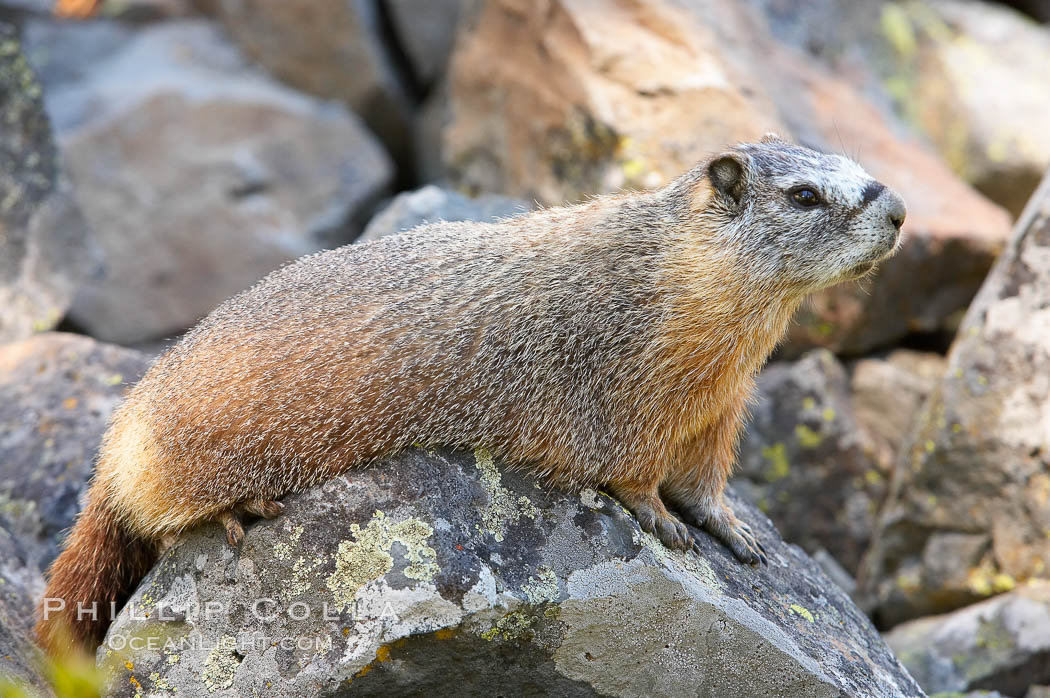 Yellow-bellied marmots can often be found on rocky slopes, perched atop boulders. Yellowstone National Park, Wyoming, USA, Marmota flaviventris, natural history stock photograph, photo id 13057
