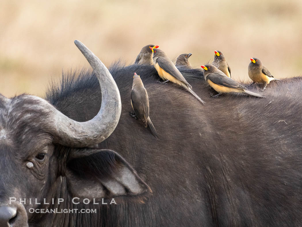 Yellow-Billed Oxpecker, Buphaga africana, on Cape Buffalo, Mara North Conservancy. Kenya, Buphagus africanus, Syncerus caffer, natural history stock photograph, photo id 39679