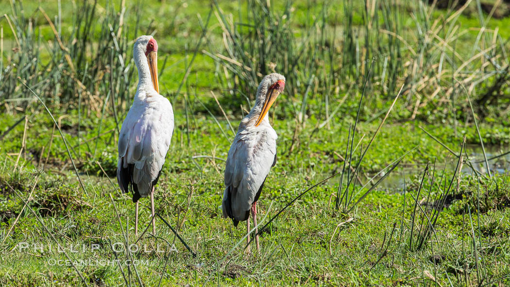 Yellow-billed stork, Meru National Park, Kenya., Mycteria ibis, natural history stock photograph, photo id 29660