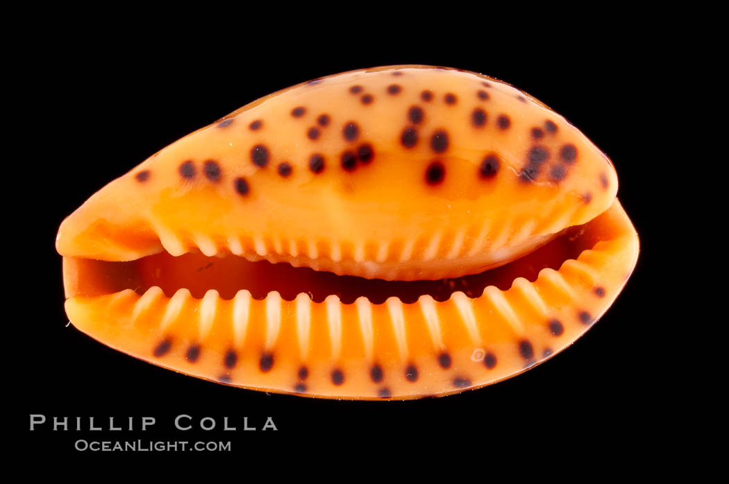 Yellow Cowrie., Cypraea lutea, natural history stock photograph, photo id 08750