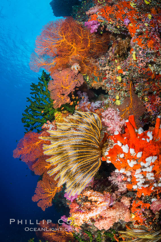 Yellow crinoid, green fan coral and red gorgonian on colorful and pristine coral reef, Fiji. Vatu I Ra Passage, Bligh Waters, Viti Levu  Island, Crinoidea, Dendronephthya, Gorgonacea, natural history stock photograph, photo id 31639