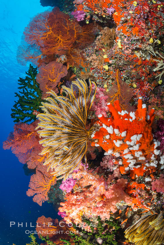 Yellow Crinoid with Sea Fan Gorgonians and Dendronephthya Soft Corals on Reef, Fiji. Vatu I Ra Passage, Bligh Waters, Viti Levu  Island, Crinoidea, Dendronephthya, Gorgonacea, natural history stock photograph, photo id 31461