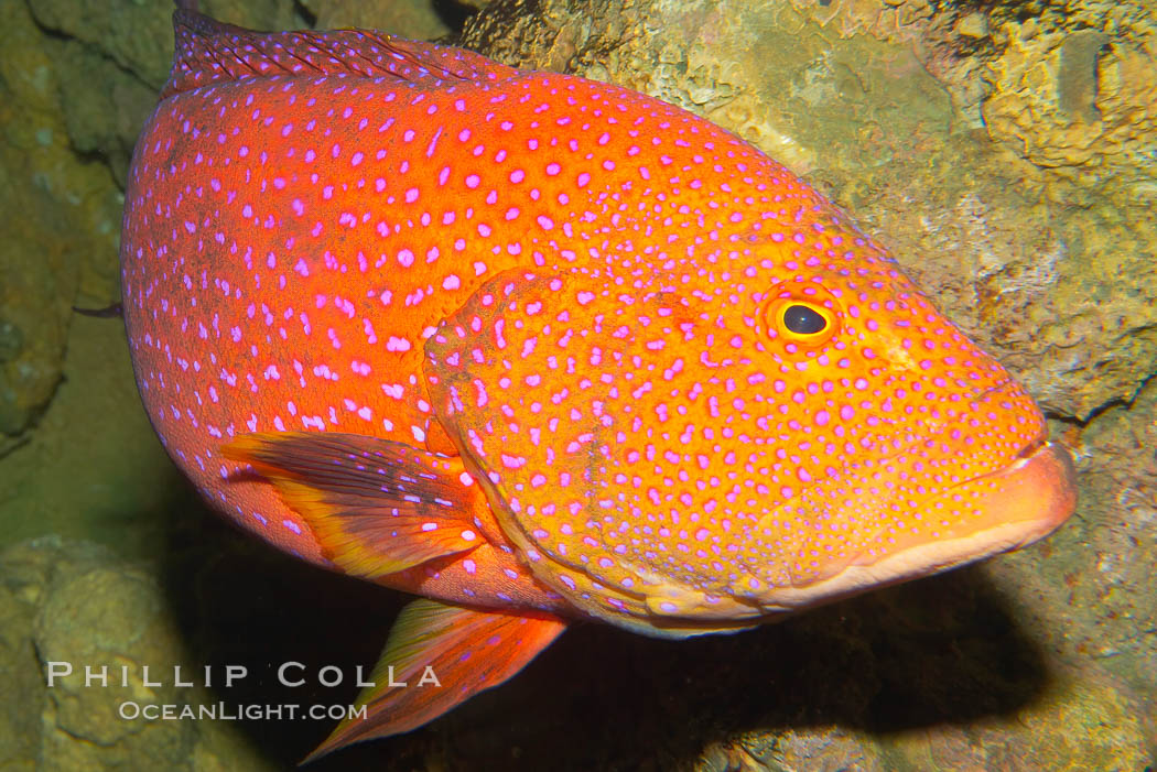 Coral grouper., Variola louti, natural history stock photograph, photo id 12882