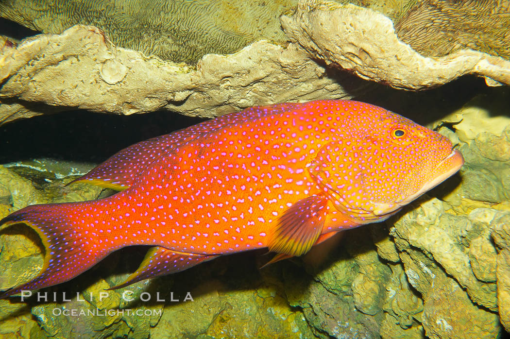 Coral grouper., Variola louti, natural history stock photograph, photo id 12880