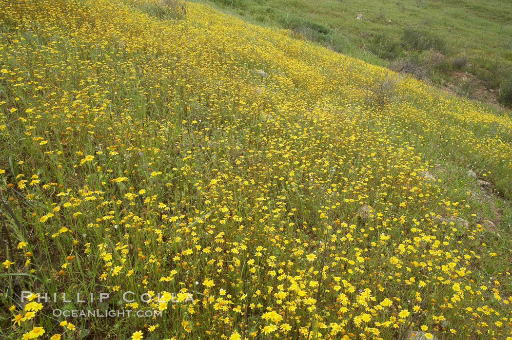 Unidentified yellow flowers bloom in spring, Lake Elsinore. California, USA, natural history stock photograph, photo id 11613