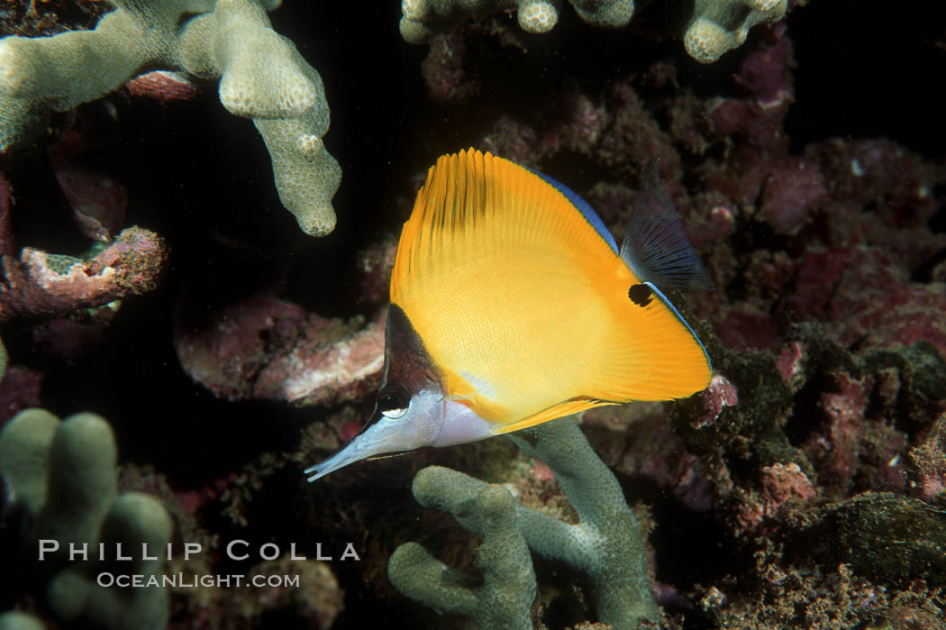 Yellow longnose butterfly fish (forceps butterfly). Maui, Hawaii, USA, Forcipiger flavissimus, natural history stock photograph, photo id 00286