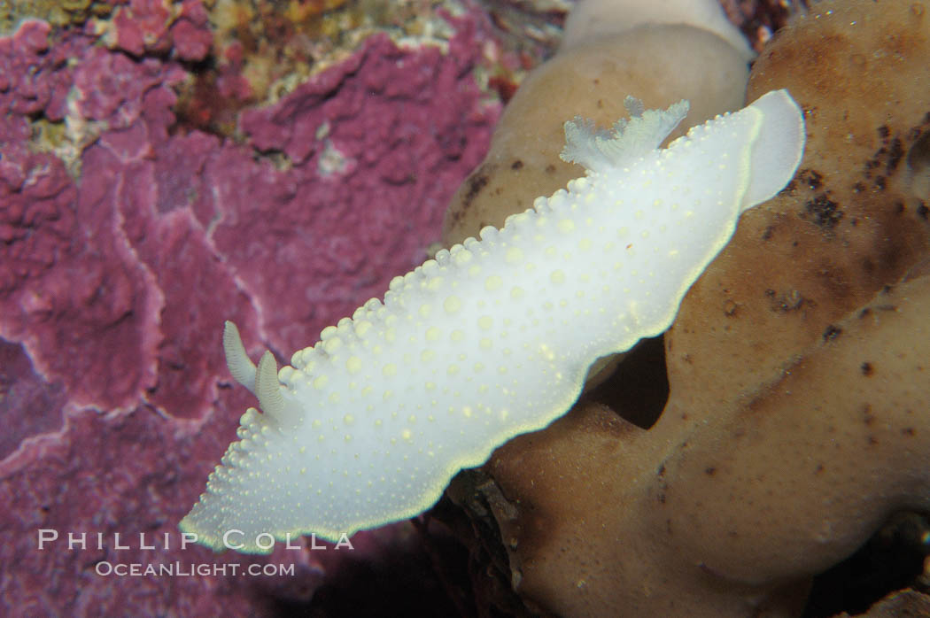 Yellow-lined nudibranch., Cadlina luteomarginata, natural history stock photograph, photo id 09004