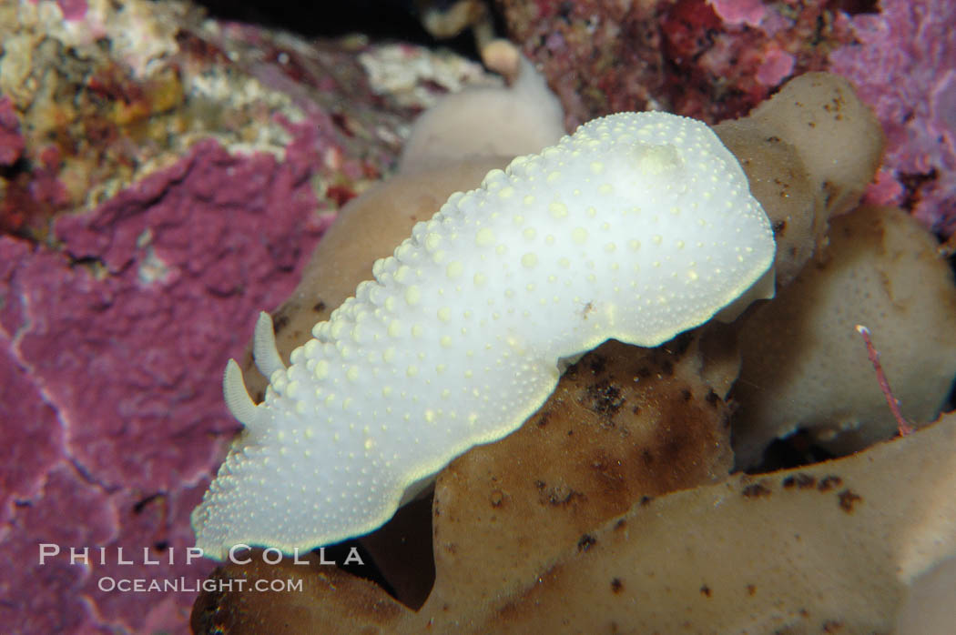 Yellow-lined nudibranch., Cadlina luteomarginata, natural history stock photograph, photo id 09003