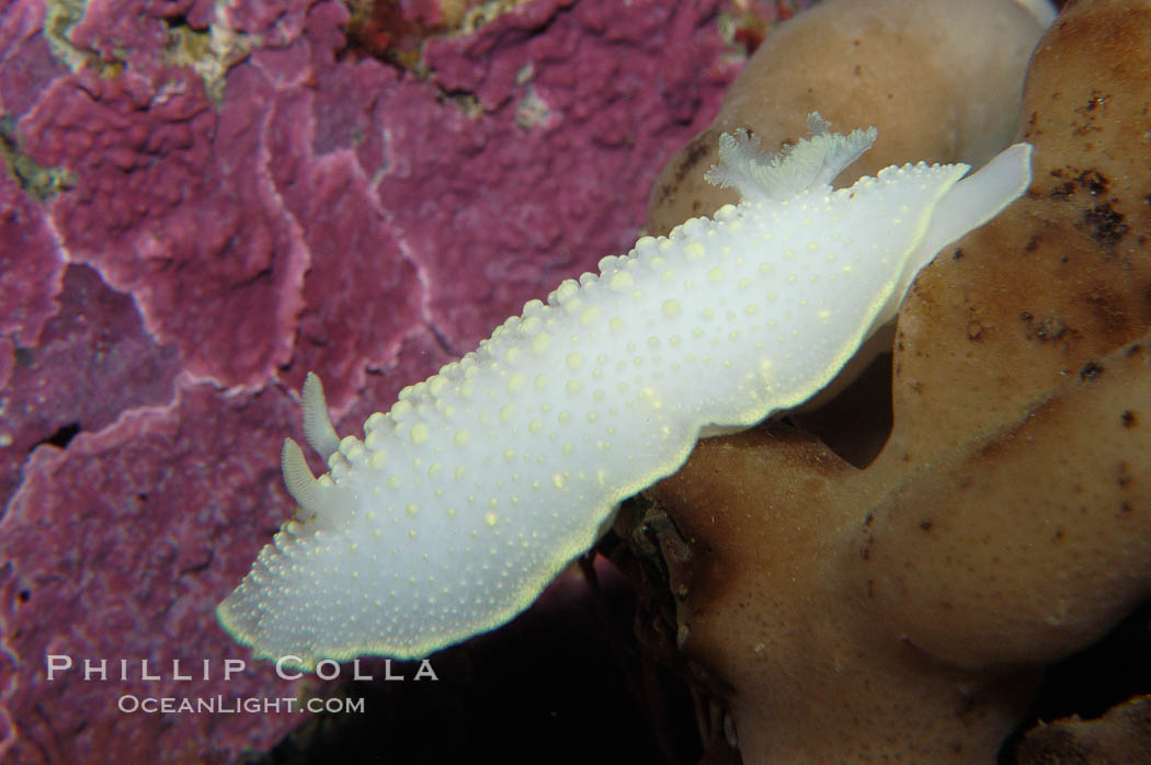 Yellow-lined nudibranch., Cadlina luteomarginata, natural history stock photograph, photo id 09005