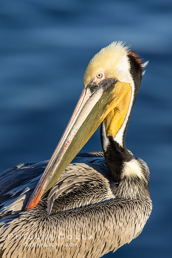 California brown pelican breeding plumage portrait. While this adult brown pelican exhibits the brown hind neck of a breeding adult, it displays an unusual yellow throat rather than the more typical red throat, Pelecanus occidentalis, Pelecanus occidentalis californicus, La Jolla