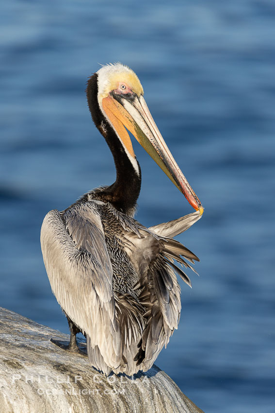 California brown pelican orange morph, preening its feathers while on cliffs over the ocean. While this adult brown pelican exhibits the brown hind neck of a breeding adult, it displays an unusual orange throat rather than the more typical red, Pelecanus occidentalis, Pelecanus occidentalis californicus, La Jolla