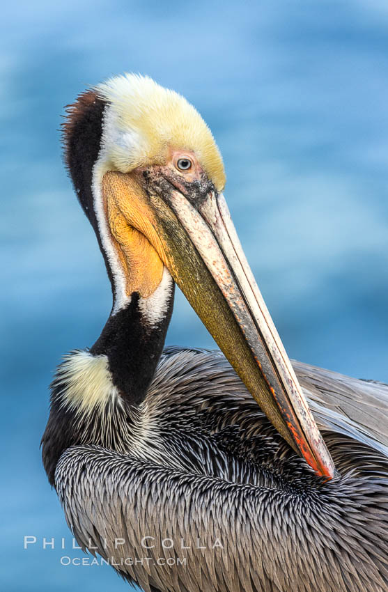 Yellow Morph California Brown Pelican Portrait, note the distinctive winter mating plumage but the unusual yellow throat, La Jolla, California