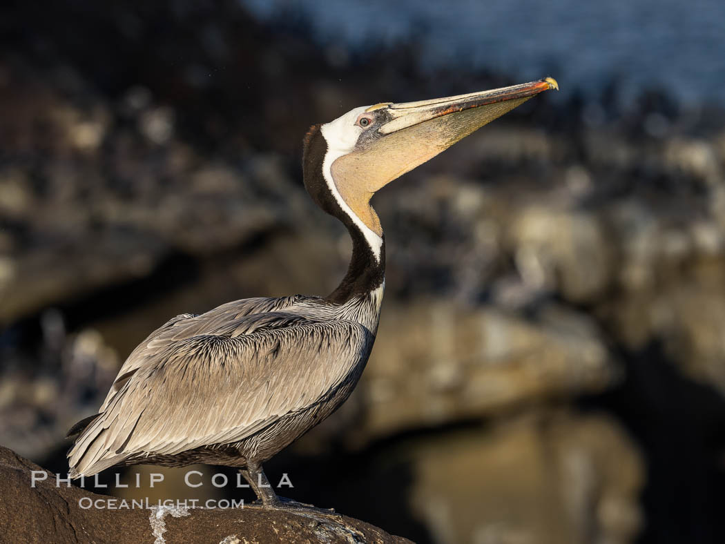 Yellow Morph California Brown Pelican Portrait, note the distinctive winter mating plumage but the unusual yellow throat and near-absence of yellow feathers on the head, Pelecanus occidentalis californicus, Pelecanus occidentalis, La Jolla