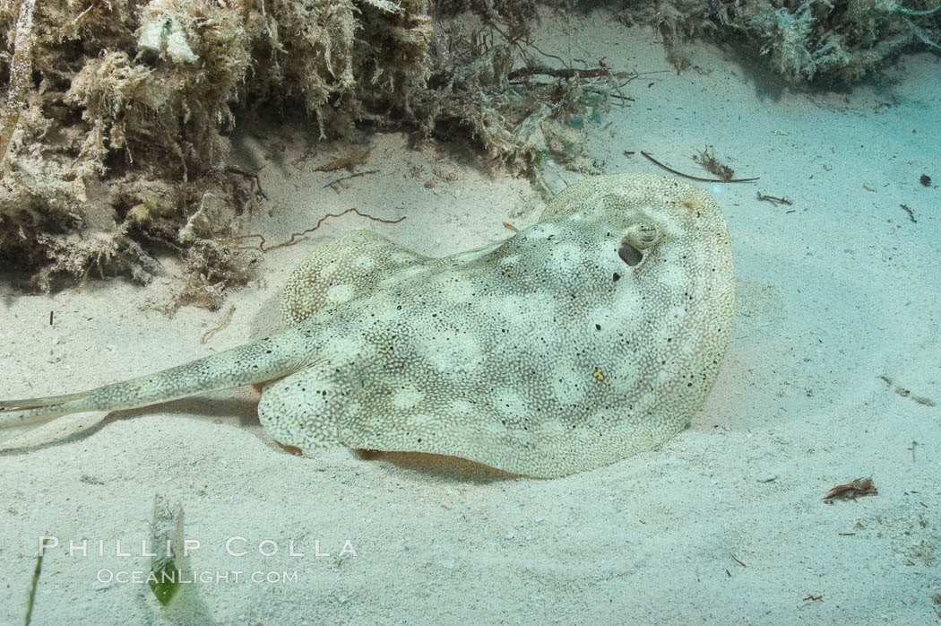 Yellow stingray. Great Isaac Island, Bahamas, Urobatis jamaicensis, natural history stock photograph, photo id 10817