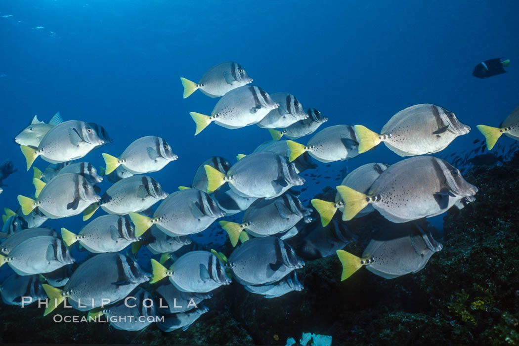 Yellow-tailed surgeonfish, Cape Marshall. Isabella Island, Galapagos Islands, Ecuador, Prionurus laticlavius, natural history stock photograph, photo id 02430