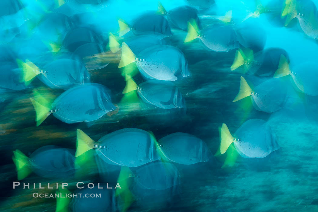 Yellowtail surgeonfish, motion blur. Cousins, Galapagos Islands, Ecuador, Prionurus laticlavius, natural history stock photograph, photo id 16366