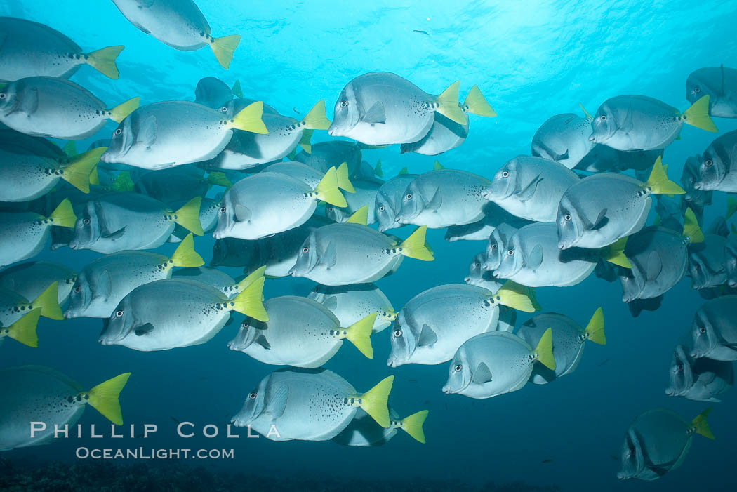 Yellowtail surgeonfish. Cousins, Galapagos Islands, Ecuador, Prionurus laticlavius, natural history stock photograph, photo id 16390