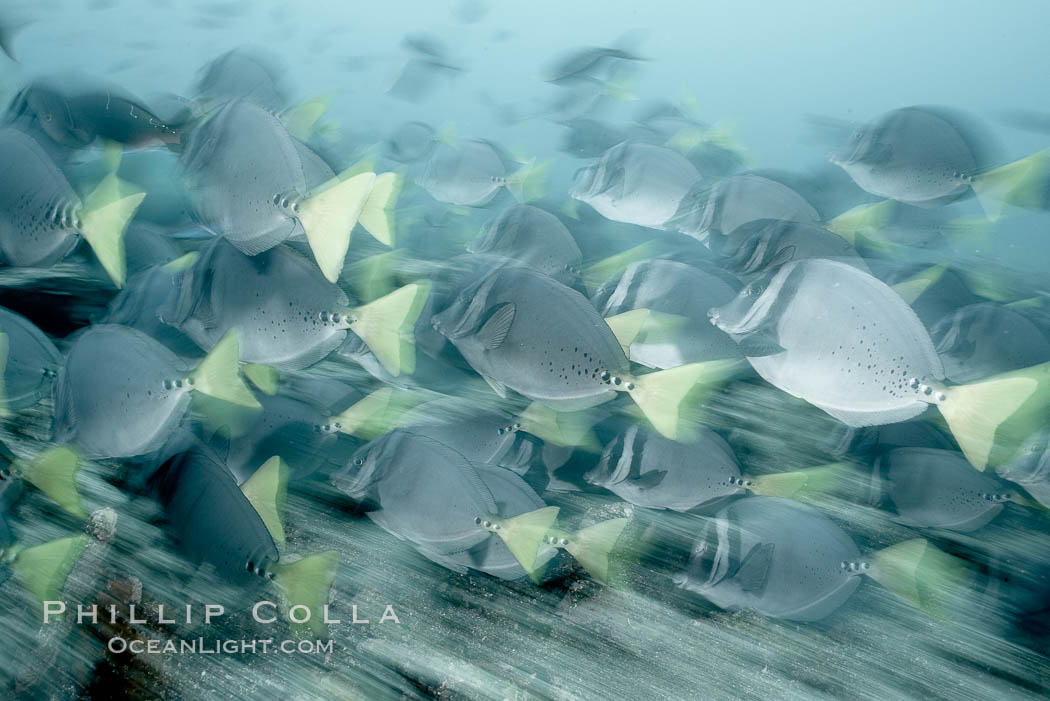 Yellowtail surgeonfish, motion blur. Cousins, Galapagos Islands, Ecuador, Prionurus laticlavius, natural history stock photograph, photo id 16368