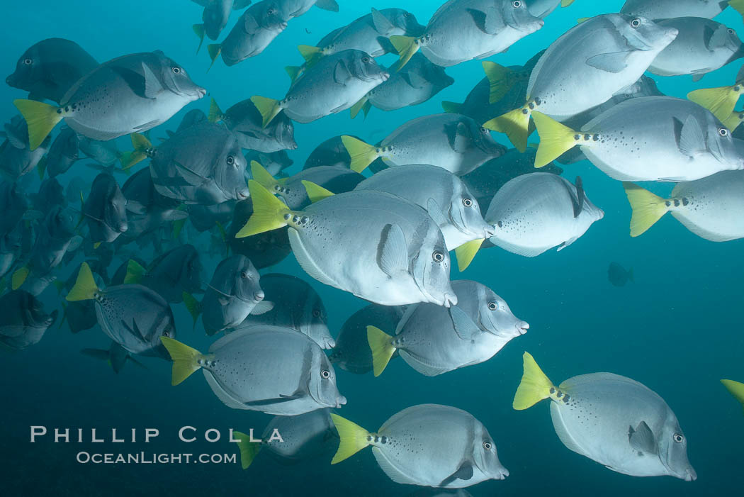 Yellowtail surgeonfish. Cousins, Galapagos Islands, Ecuador, Prionurus laticlavius, natural history stock photograph, photo id 16388