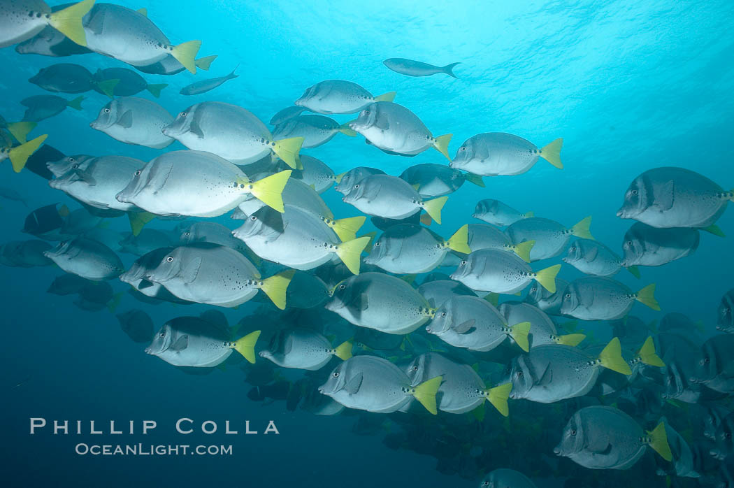 Yellowtail surgeonfish. Cousins, Galapagos Islands, Ecuador, Prionurus laticlavius, natural history stock photograph, photo id 16392