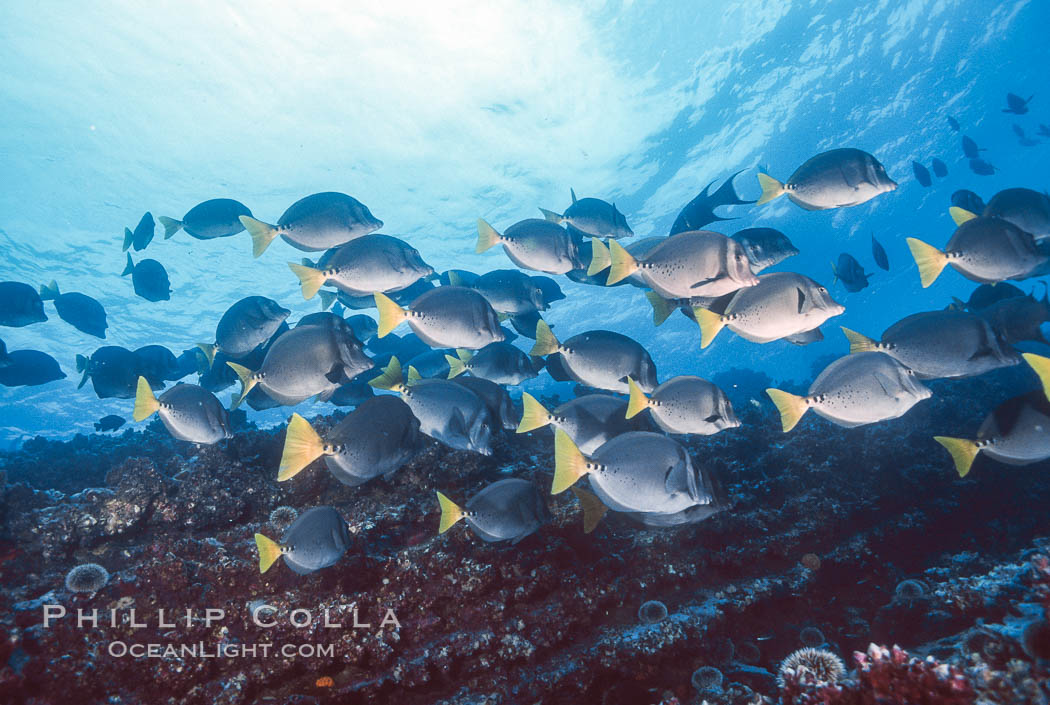 Yellow-tailed surgeonfish, Devils Crown. Floreana Island, Galapagos Islands, Ecuador, natural history stock photograph, photo id 01855
