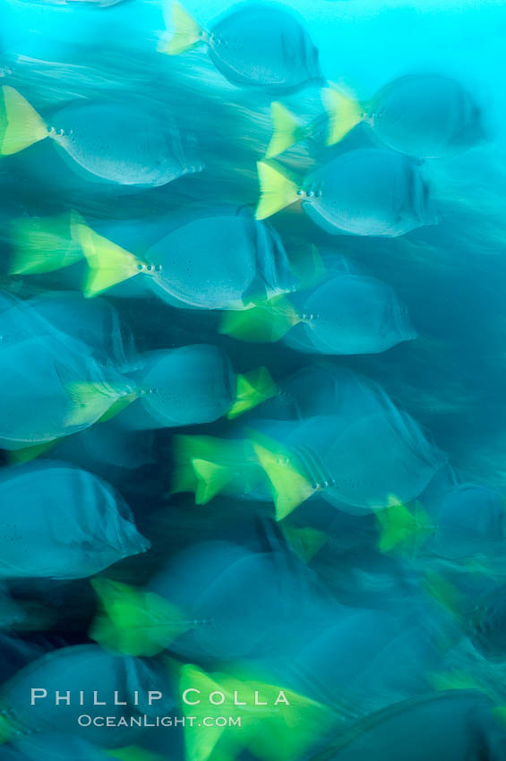 Yellowtail surgeonfish, motion blur. Cousins, Galapagos Islands, Ecuador, Prionurus laticlavius, natural history stock photograph, photo id 16363