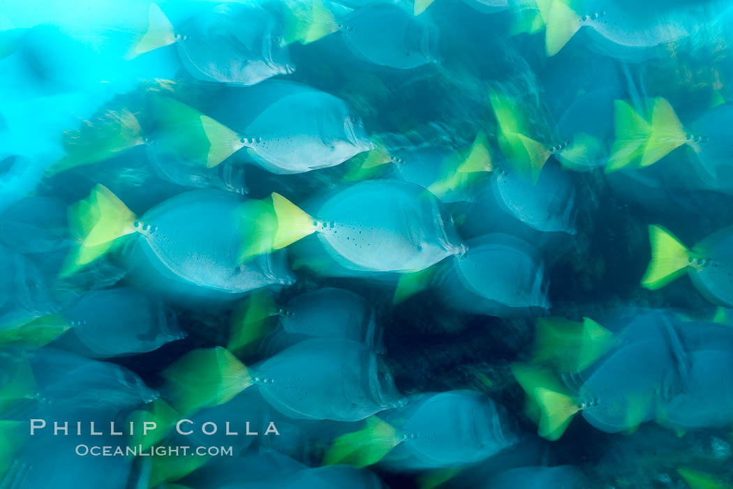 Yellowtail surgeonfish, motion blur. Cousins, Galapagos Islands, Ecuador, Prionurus laticlavius, natural history stock photograph, photo id 16367