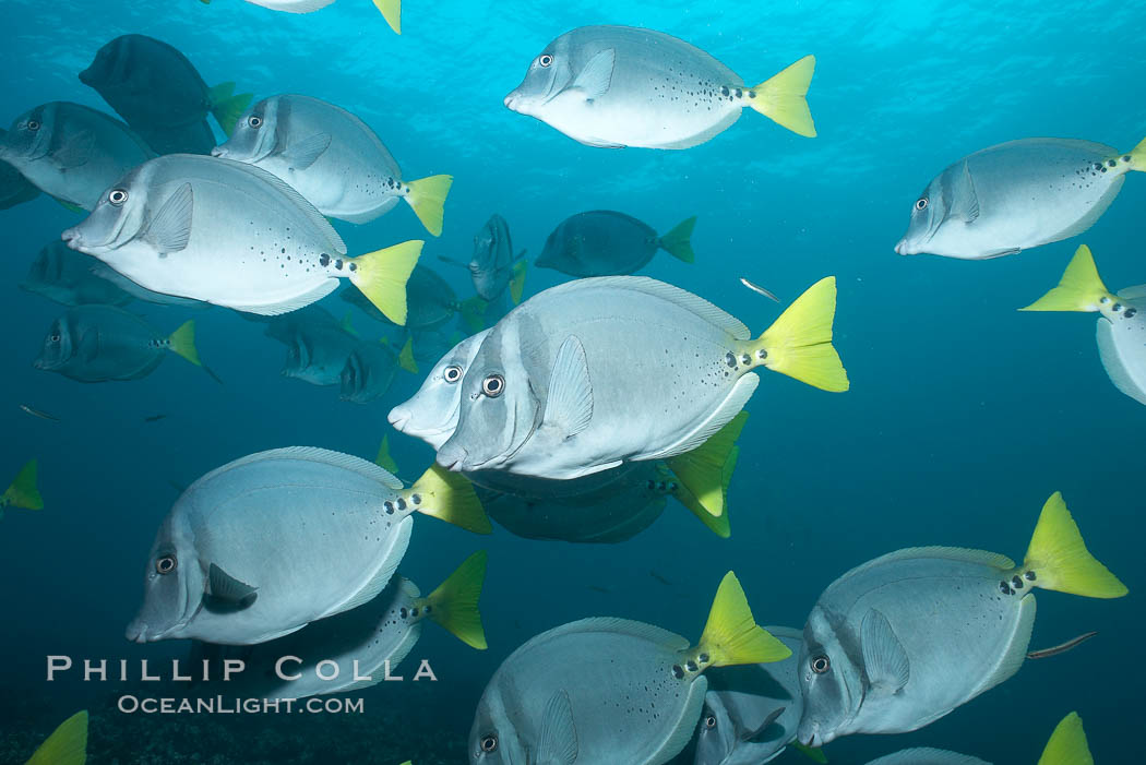 Yellowtail surgeonfish. Cousins, Galapagos Islands, Ecuador, Prionurus laticlavius, natural history stock photograph, photo id 16391