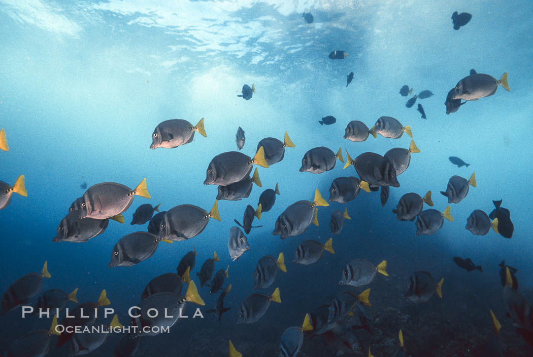 Yellow-tailed surgeonfish. Galapagos Islands, Ecuador, Prionurus laticlavius, natural history stock photograph, photo id 01857