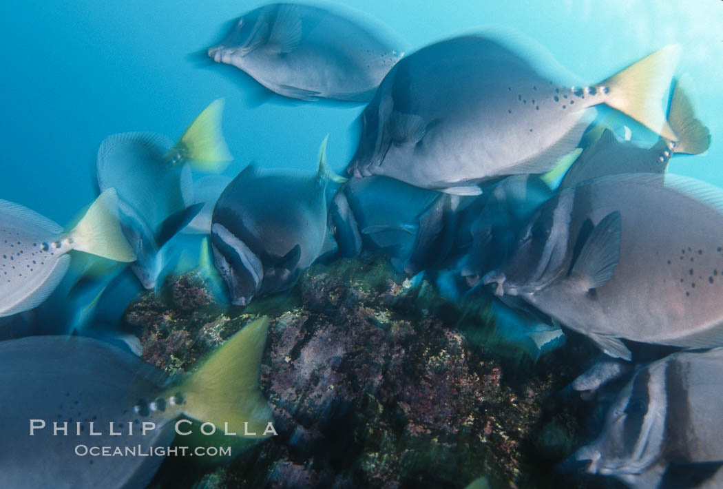 Yellow-tailed surgeonfish, Cape Marshall. Isabella Island, Galapagos Islands, Ecuador, Prionurus laticlavius, natural history stock photograph, photo id 05109