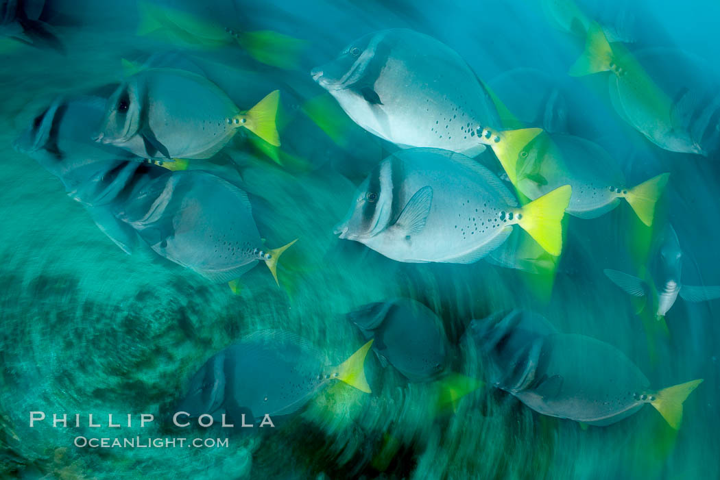 Yellowtail surgeonfish, motion blur. Cousins, Galapagos Islands, Ecuador, Prionurus laticlavius, natural history stock photograph, photo id 16369