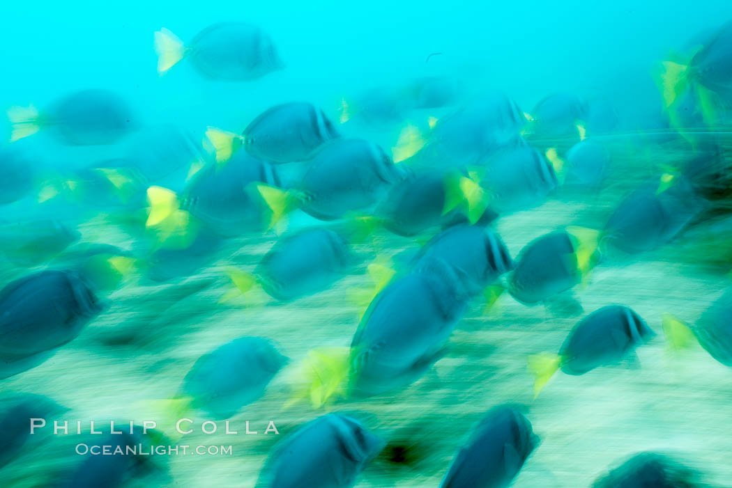 Yellowtail surgeonfish, motion blur. Cousins, Galapagos Islands, Ecuador, Prionurus laticlavius, natural history stock photograph, photo id 16377