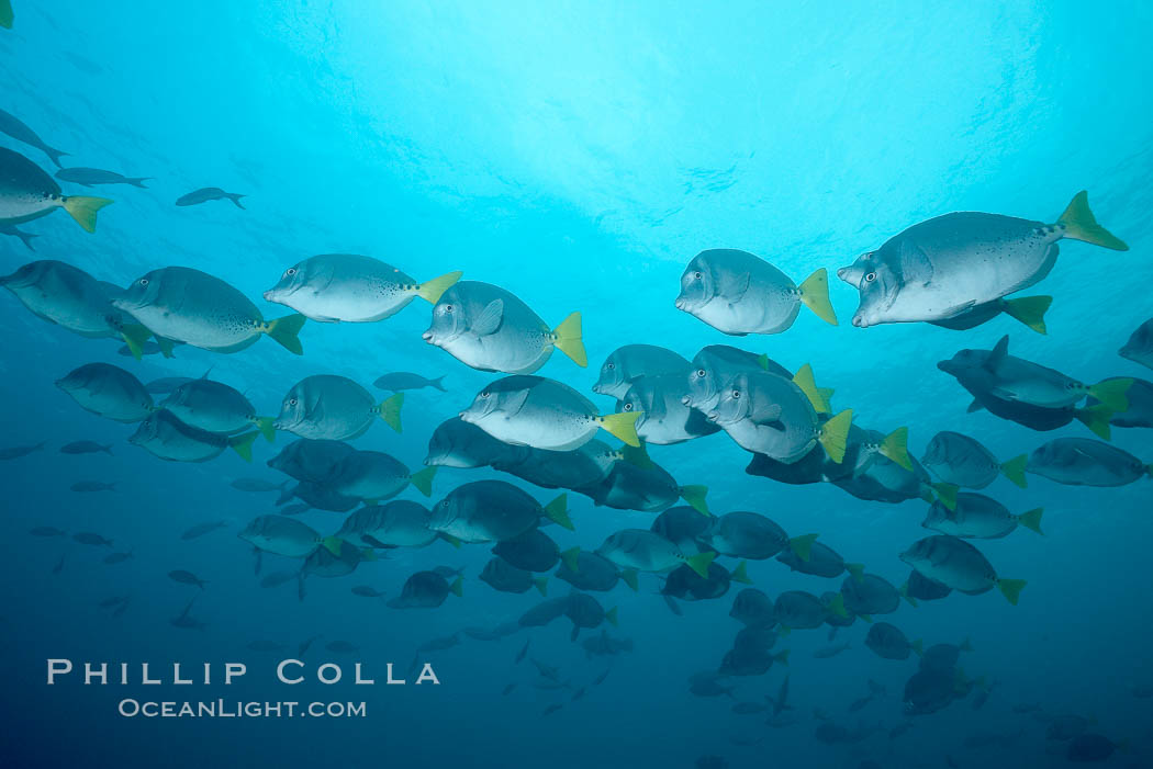 Yellowtail surgeonfish. Cousins, Galapagos Islands, Ecuador, Prionurus laticlavius, natural history stock photograph, photo id 16389