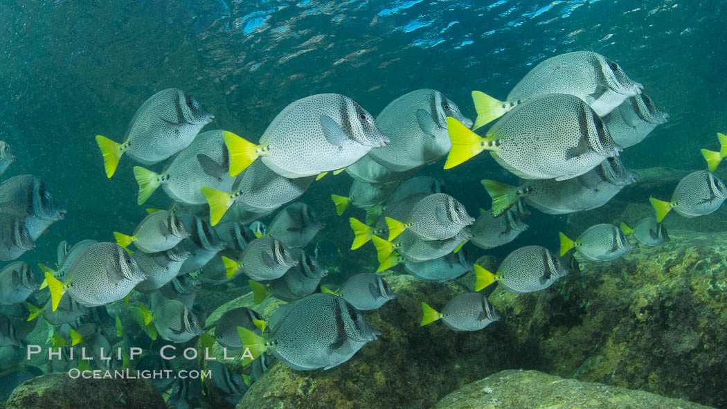 Yellow-tailed surgeonfish schooling, Sea of Cortez, Baja California, Mexico., Prionurus laticlavius, natural history stock photograph, photo id 27566