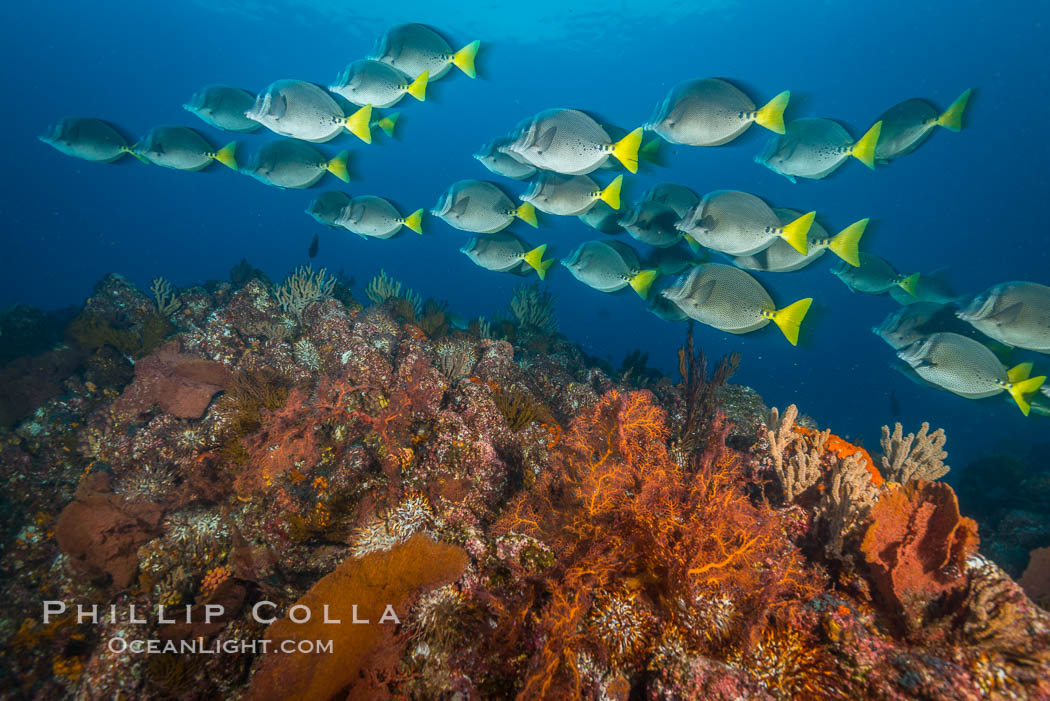 Yellow-tailed surgeonfish schooling over reef at sunset, Sea of Cortez, Baja California, Mexico., natural history stock photograph, photo id 33720
