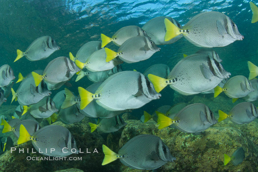 Yellow-tailed surgeonfish schooling, Sea of Cortez, Baja California, Mexico., Prionurus laticlavius, natural history stock photograph, photo id 27572