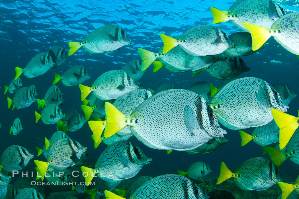 Yellow-tailed surgeonfish schooling, Sea of Cortez, Baja California, Mexico., Prionurus laticlavius, natural history stock photograph, photo id 27571