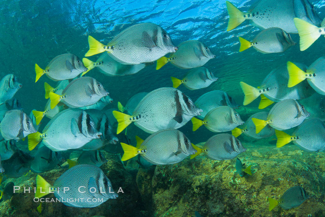 Yellow-tailed surgeonfish schooling, Sea of Cortez, Baja California, Mexico., Prionurus laticlavius, natural history stock photograph, photo id 27573