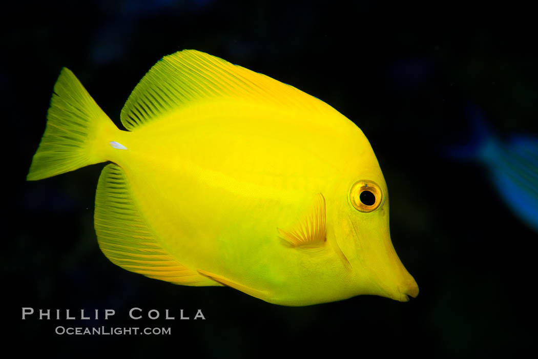 Yellow tang., Zebrasoma flavescens, natural history stock photograph, photo id 27214