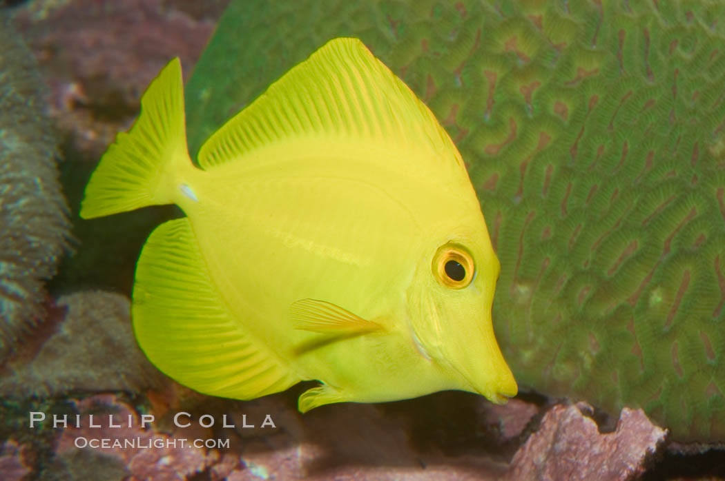 Yellow tang., Zebrasoma flavescens, natural history stock photograph, photo id 07851