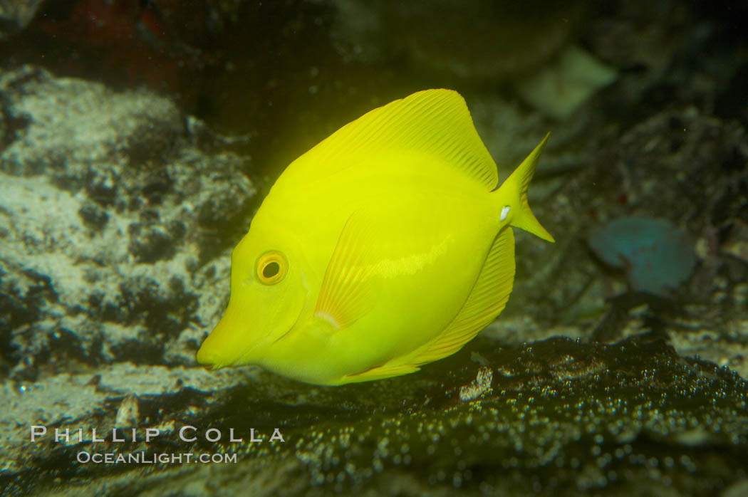 Yellow tang., Zebrasoma flavescens, natural history stock photograph, photo id 11043