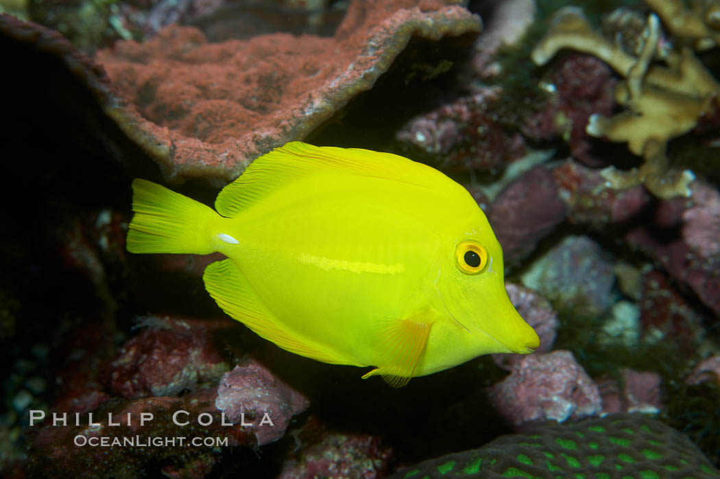 Yellow tang., Zebrasoma flavescens, natural history stock photograph, photo id 11851