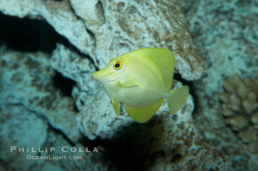 Yellow tang., Zebrasoma flavescens, natural history stock photograph, photo id 11852