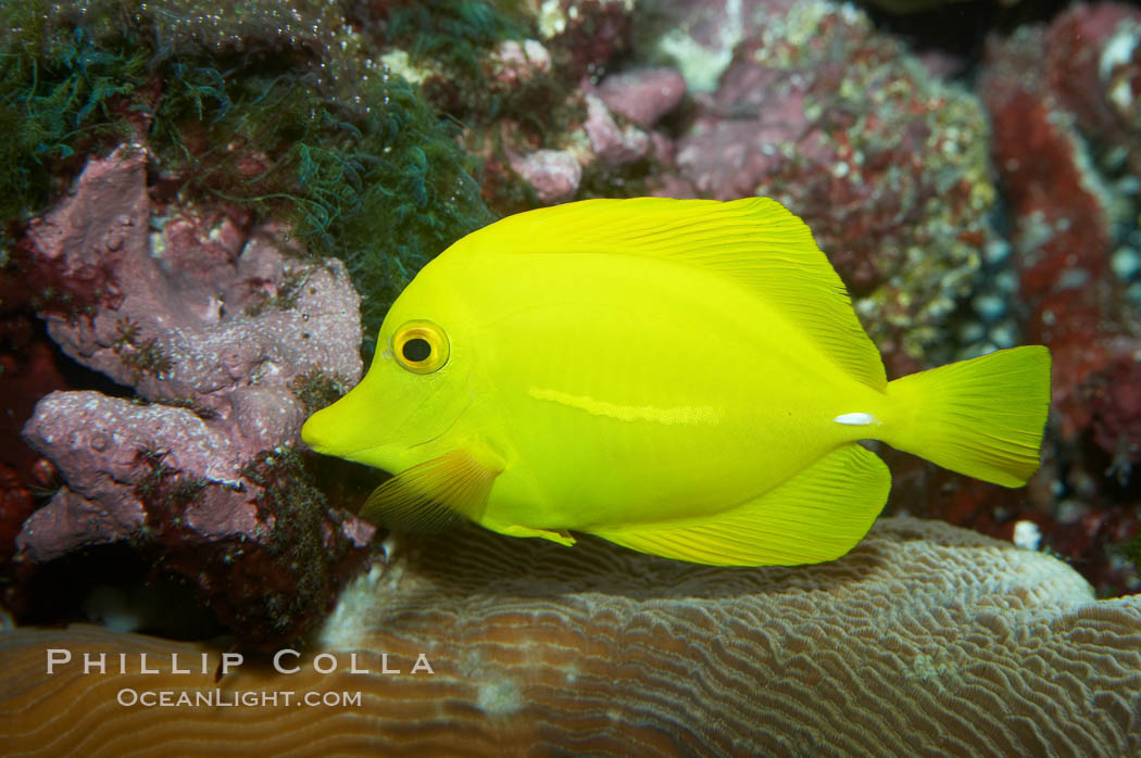 Yellow tang., Zebrasoma flavescens, natural history stock photograph, photo id 11849